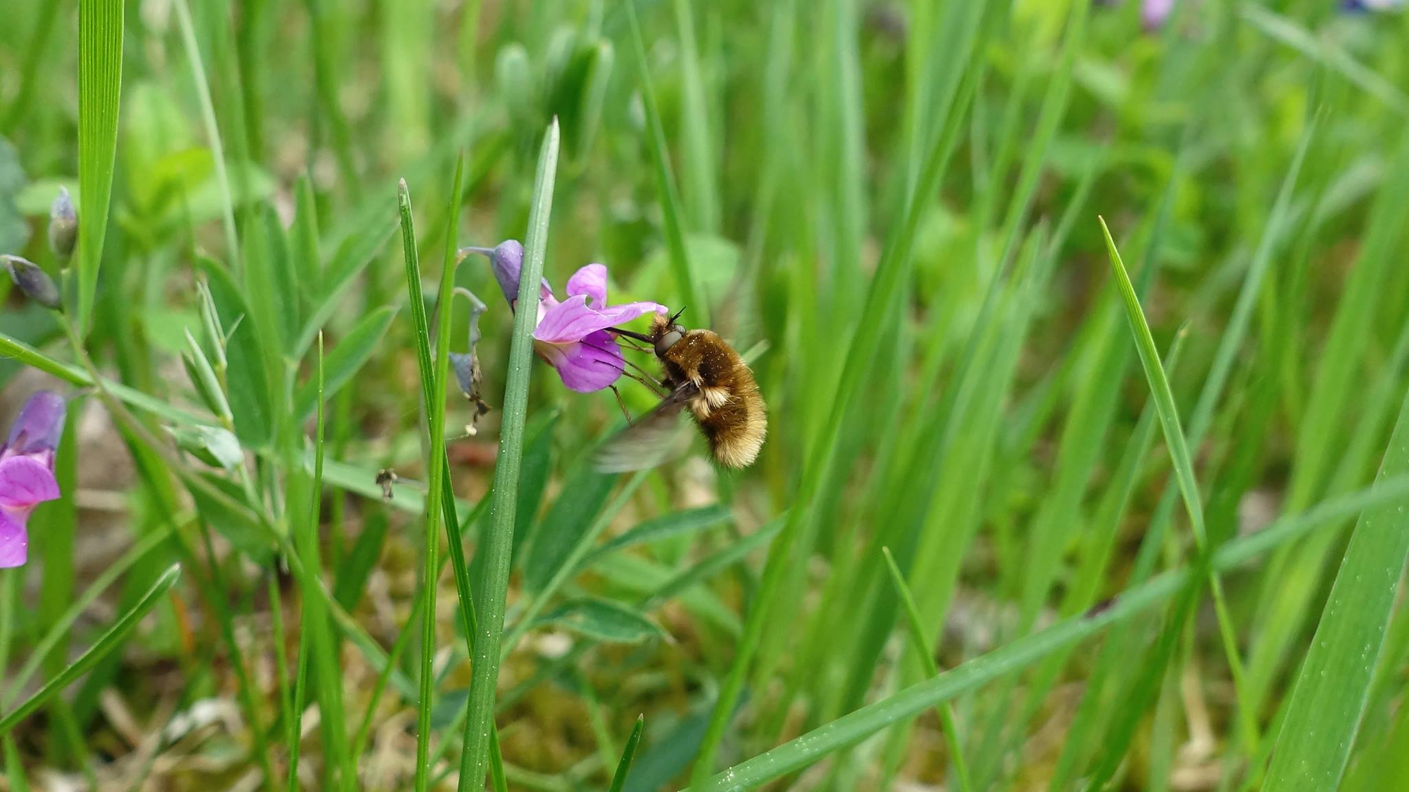 Insekt hämtar näring på en lila blomma.