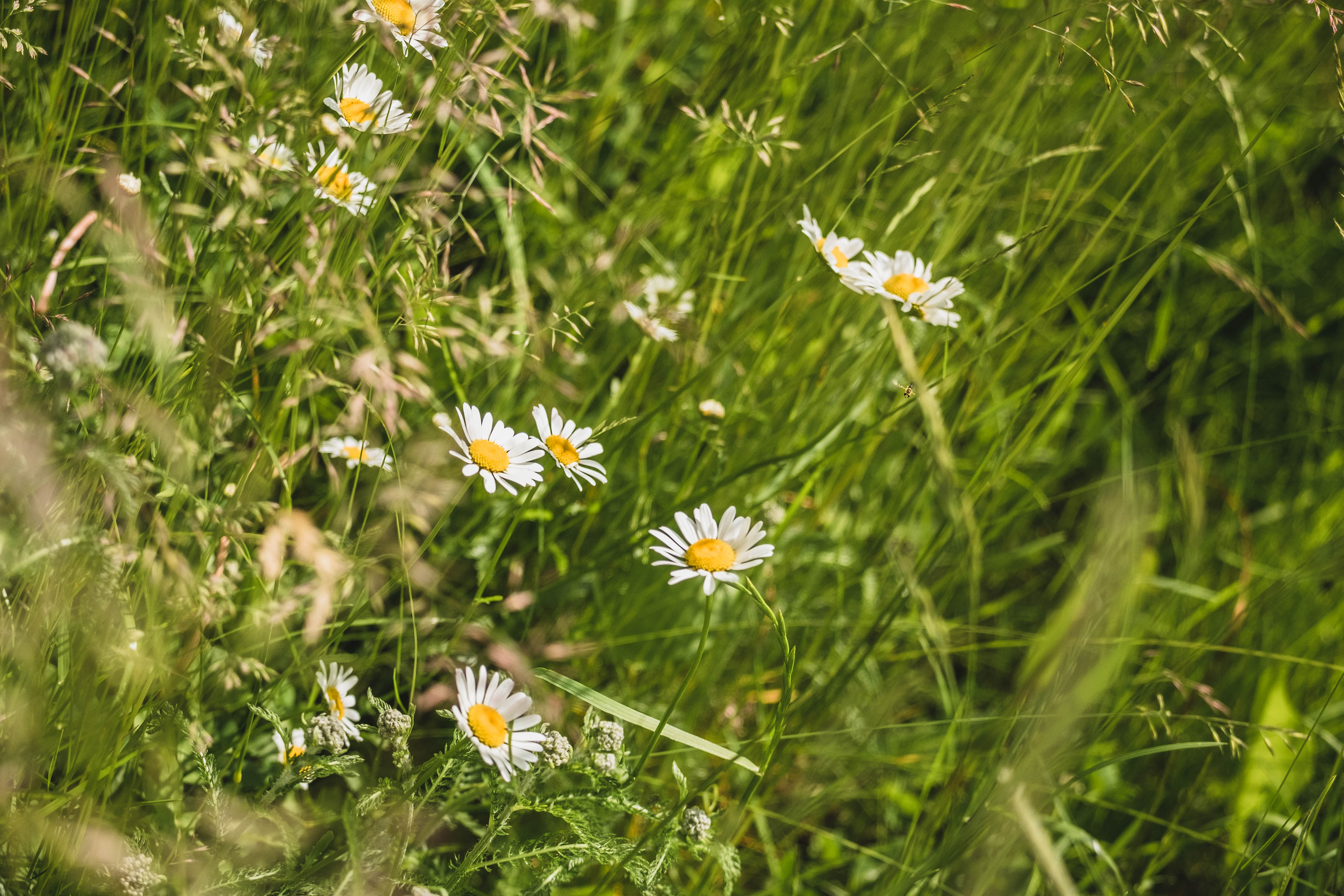 Prästkrage blommar.