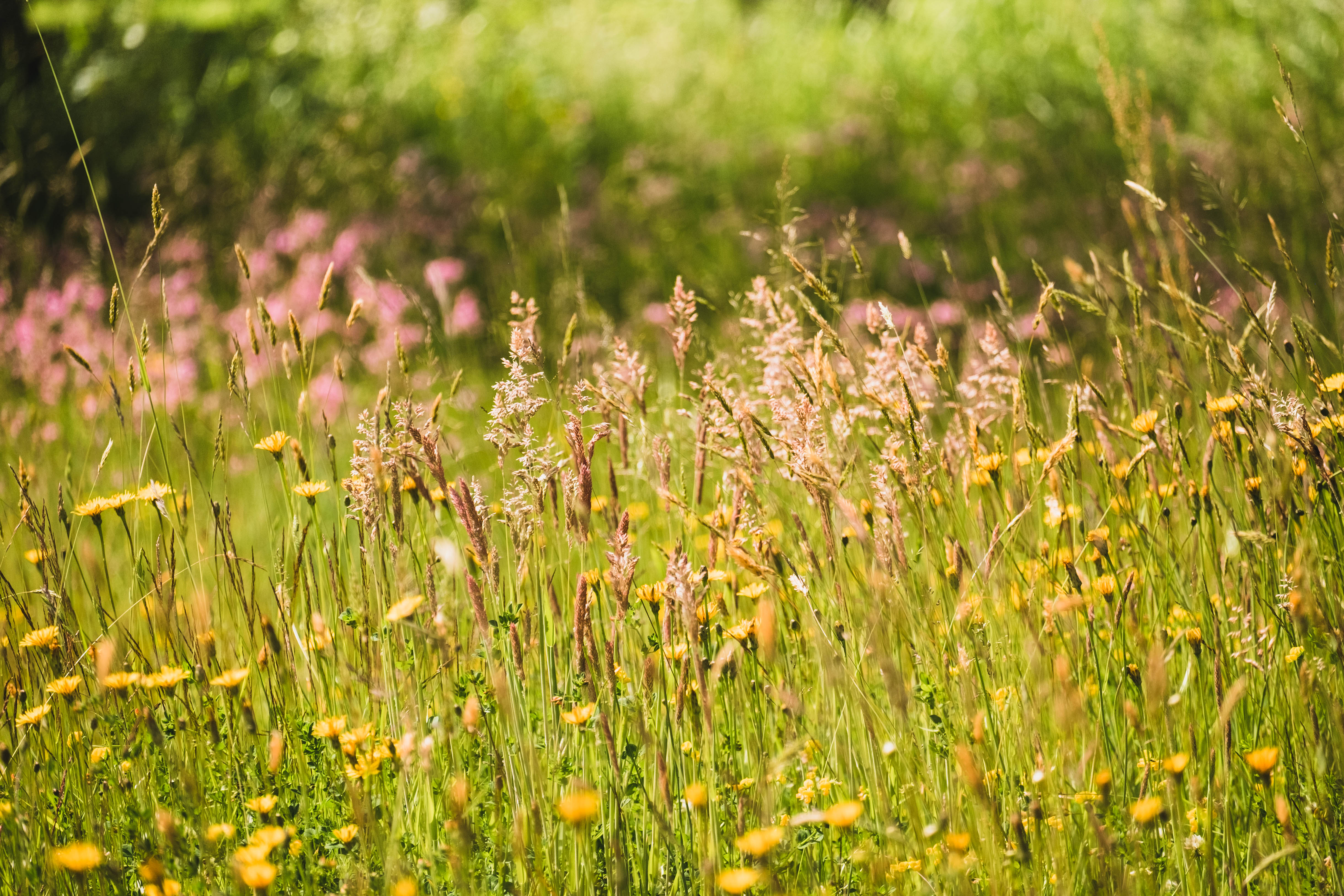 Ängsblommor blommar. 