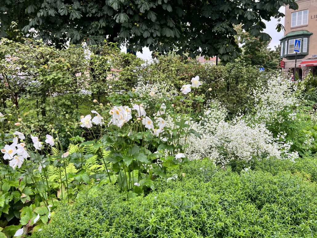 Perennplantering i Museiparken i Alingsås stadskärna.